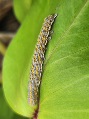 Aedia leucomelas