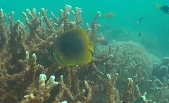 Chaetodon aureofasciatus