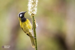 Nesoptilotis leucotis
