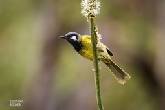 Nesoptilotis leucotis