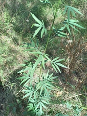 Solanum angustifidum