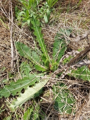 Berkheya radula