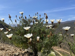 Plectocephalus chilensis