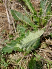 Berkheya radula