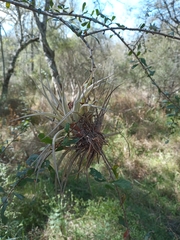 Tillandsia