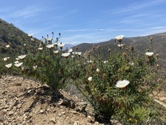 Plectocephalus chilensis