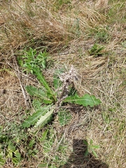 Berkheya radula
