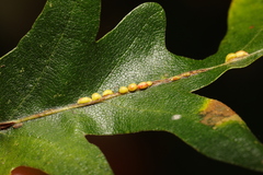 Pseudoneuroterus saliens