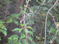 Agelanthus dodoneifolius