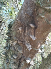 Zanthoxylum rhoifolium