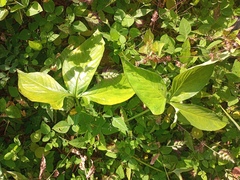 Xanthosoma wendlandii