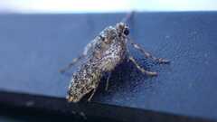 Operophtera brumata