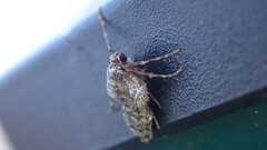Operophtera brumata