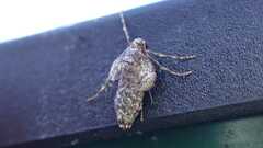 Operophtera brumata