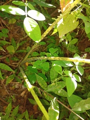 Xanthosoma wendlandii