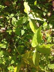 Xanthosoma wendlandii