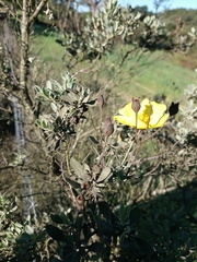 Cistus halimifolius