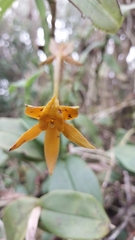 Epidendrum geminiochraceum