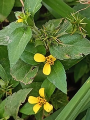 Synedrella nodiflora