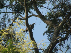 Streptopelia hypopyrrha