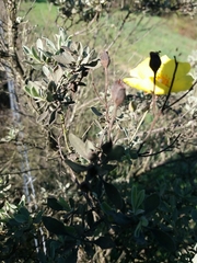 Cistus halimifolius