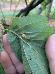 Halyzia sedecimguttata
