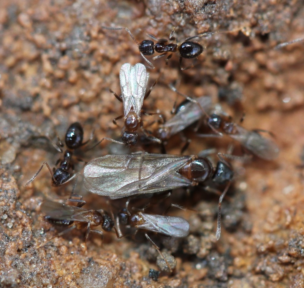 Woodland Crazy Ant