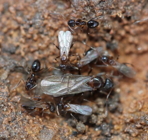 Woodland Crazy Ant