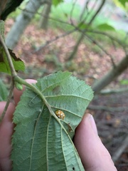 Halyzia sedecimguttata