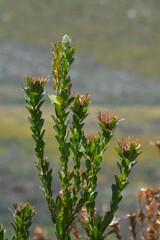 Protea compacta