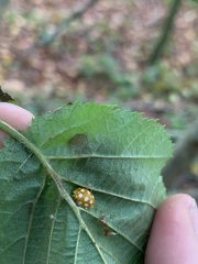 Halyzia sedecimguttata