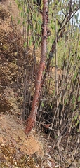 Betula utilis