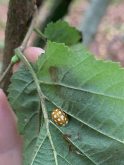 Halyzia sedecimguttata