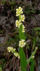Baccharis genistelloides
