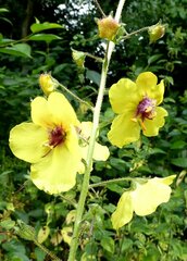 Verbascum blattaria