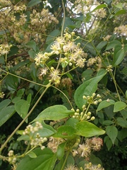 Clematis dioica