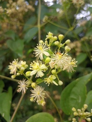 Clematis dioica