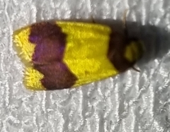 Heterallactis microchrysa