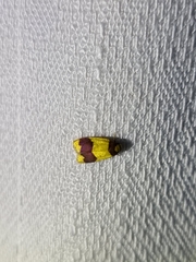 Heterallactis microchrysa