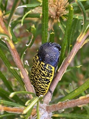Stigmodera macularia