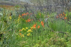 Watsonia tabularis