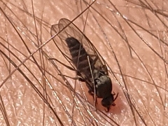 Simuliidae