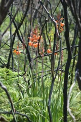 Watsonia tabularis