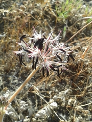 Pelargonium auritum auritum