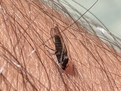 Simuliidae