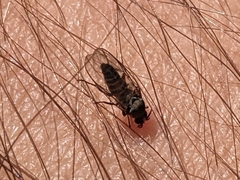 Simuliidae