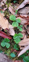 Rubus nepalensis