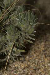 Xiphotheca lanceolata