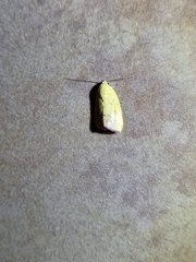 Earias