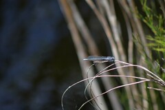 Pseudagrion furcigerum
